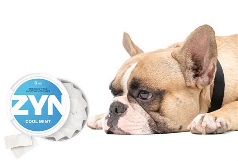 They're smoke-free, spit-free and hands-free. . Dog ate zyn pouch